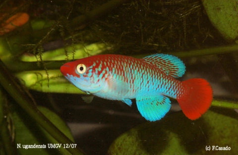 N. ugandensis location 7 extremely colored