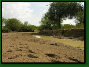 Nothobranchius nubaensis pond next to Wadi Al Ghallah  en El Fula, Gharb Kurdufān, Sudan.