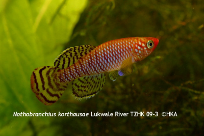 N.ruudwildekampi Lukwale River TZHK 09(-03