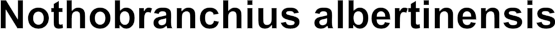 Nothobranchius albertinensis