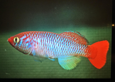 N. albertinensis UG 88-8 (c) Tony Rowley