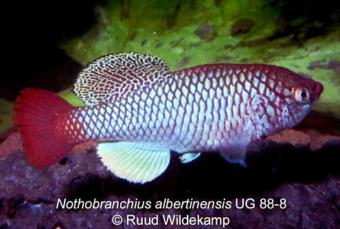N.albertinensis ug 88-8 (c) Ruud Wildekamp