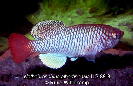 N.albertinensis ug 88-8 (c) Ruud Wildekamp