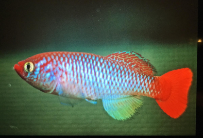N. albertinensis UG 88-8 (c) Tony Rowley