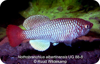 N.albertinensis ug 88-8 (c) Ruud Wildekamp