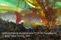 N.albimarginatus TZ 97-40 Kiparanganda