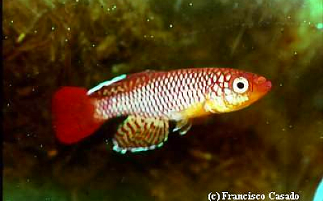 N. albimarginatus Kiparaganda TAN 97-40
