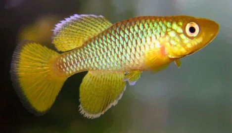 (C) William Morrissey.- N.albimarginatus yellow