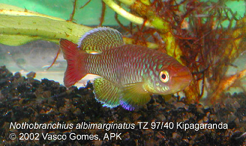 N.albimarginatus TZ 97-40 Kiparanganda