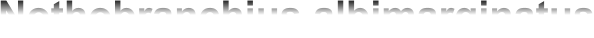 Nothobranchius albimarginatus