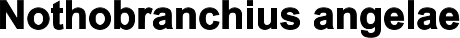 Nothobranchius angelae