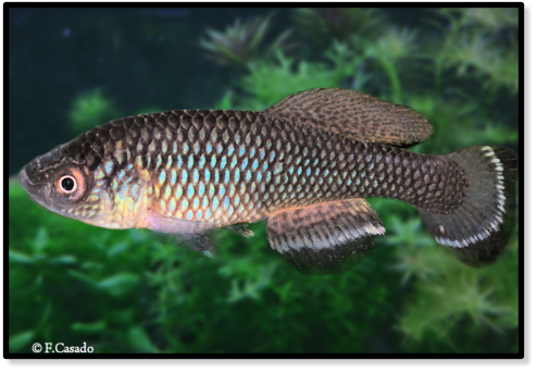 N. angelae Mabondeni TAN 19-07 (c) F.Casado