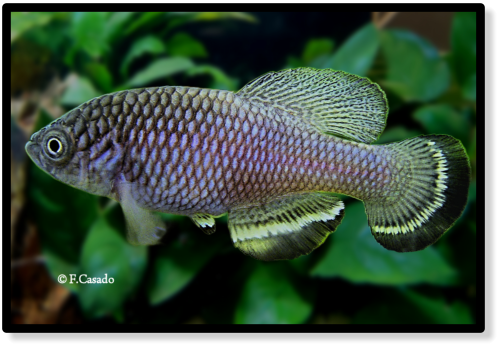 N. angelae Itigi TAN 03-8
