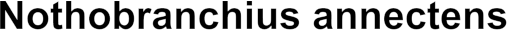 Nothobranchius annectens