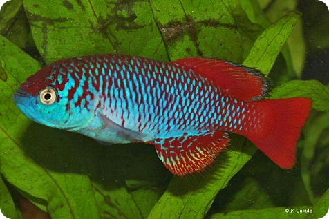 N. attenboroughi mugueta TAN 17-13