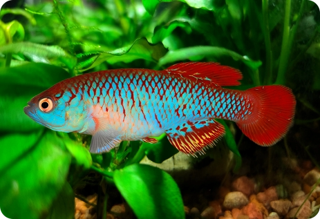 N. attenborough Nata TAN 17-15