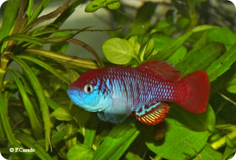 N. attenborough Nata TAN 17-15