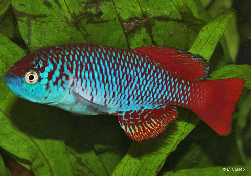N. attenboroughi mugueta TAN 17-13