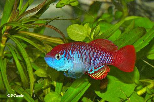 N. attenboroughi Nata TAN 17-15