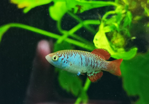 N. attenboroughi Nata TAN 17-15