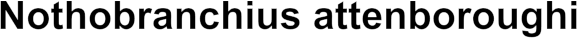 Nothobranchius attenboroughi