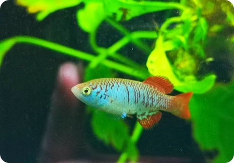 N. attenboroughi Nata TAN 17-15
