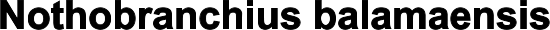 Nothobranchius balamaensis