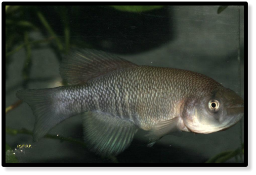 N.bojiensis Ewaso Ng'iro KEN 10-1