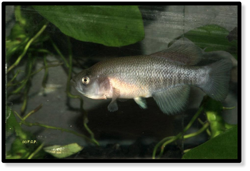 N.bojiensis Ewaso Ng'iro KEN 10-1