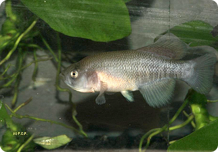 N.bojiensis Ewaso Ng'iro KEN 10-1
