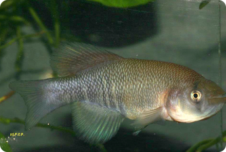 N.bojiensis Ewaso Ng'iro KEN 10-1