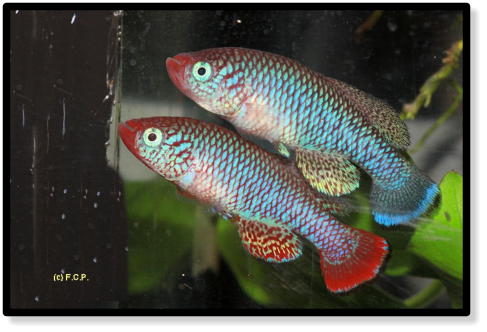 N. boklundi Luangwa Valley ZAM 09-2 red and blue morph