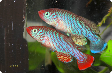 N. boklundi Luangwa Valley ZAM 09-2 red and blue morph
