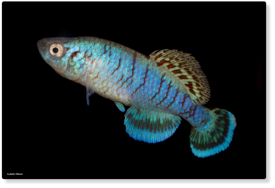 N.capriviensis Salambala NA 07-1 (c) Andre Mestre