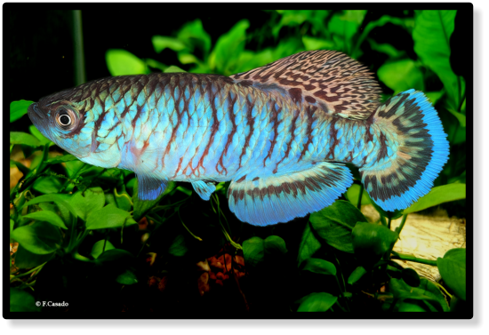 N.capriviensis Salambala NA 07-1