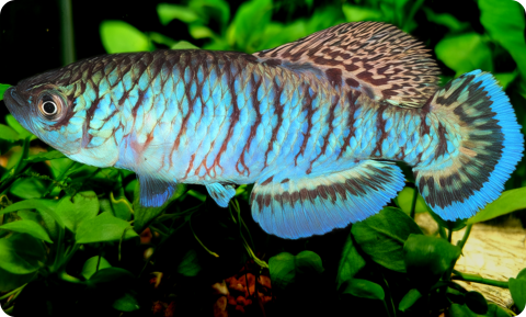 N.capriviensis Salambala NA 07-1   (C) F.Casado