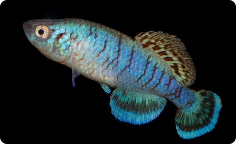N.capriviensis Salambala NA 07-1 (c) Andre Mestre