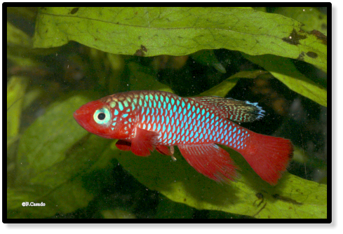 c) George Funkner .N. cardinalis Lisinjiri River TAN 97-27 
