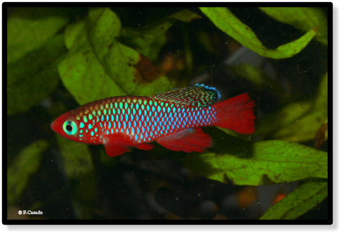 N. cardinalis Lisinjiri River TAN 97-27 