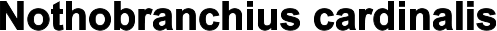 Nothobranchius cardinalis