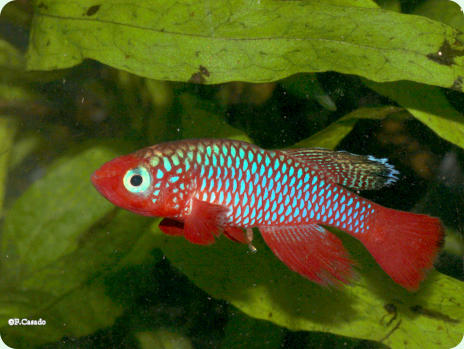 c) George Funkner .N. cardinalis Lisinjiri River TAN 97-27 