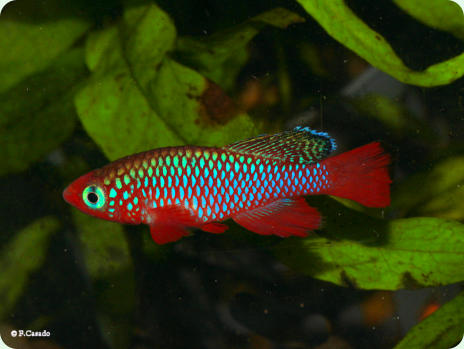 N. cardinalis Lisinjiri River TAN 97-27 