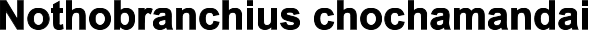 Nothobranchius chochamandai