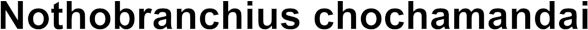 Nothobranchius chochamandai
