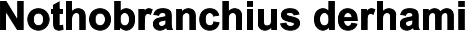 Nothobranchius derhami