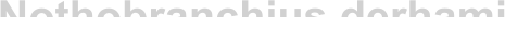 Nothobranchius derhami