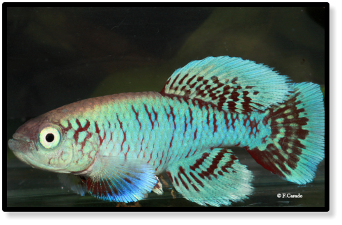 N. eggesi Ngulakula TAN 19-18