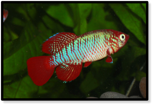 N. eggesi Kibiti Utete TZH 12-7 