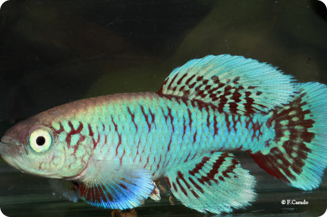 N. eggesi Ngulakula TAN 19-18