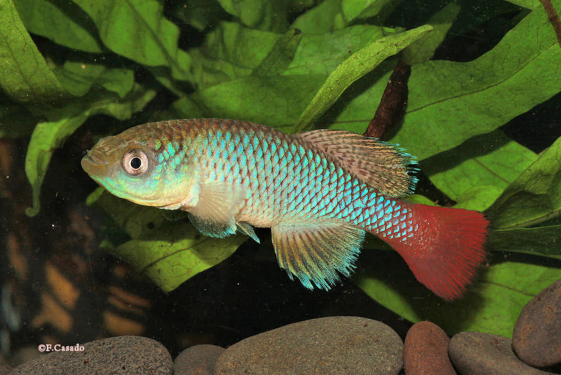 N.elongatus Mackinnon Road K2015